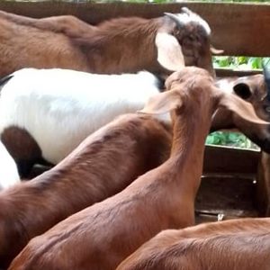 Male goats (Karahari cross breeds) avaliable for sale