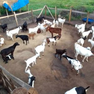 Adult live goats for 8 months