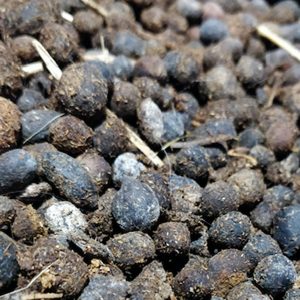 Goats Dung/Manure (1 Tipper/Dyna Truck)