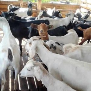 Adult live goats for breeding purposes