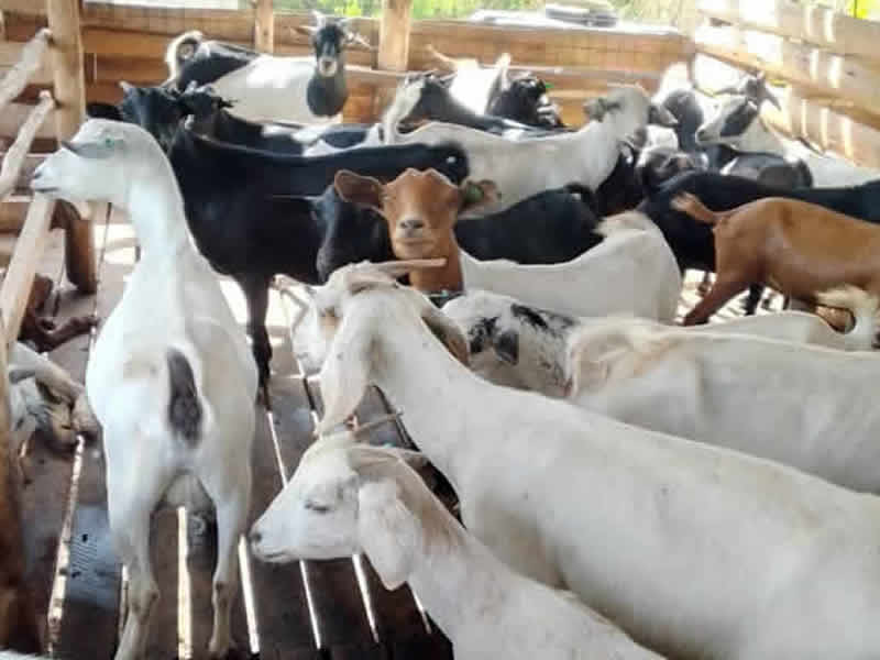 Adult live goats for breeding purposes