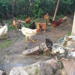 Cost per Bird/Rooster