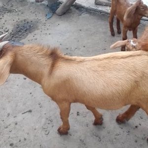 Male goats (Karahari cross breeds) for breeding purposes