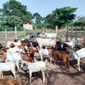 Adult live goats above 8 months old