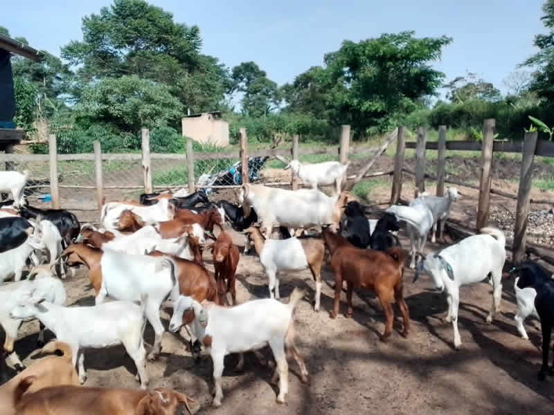 Adult live goats above 8 months old